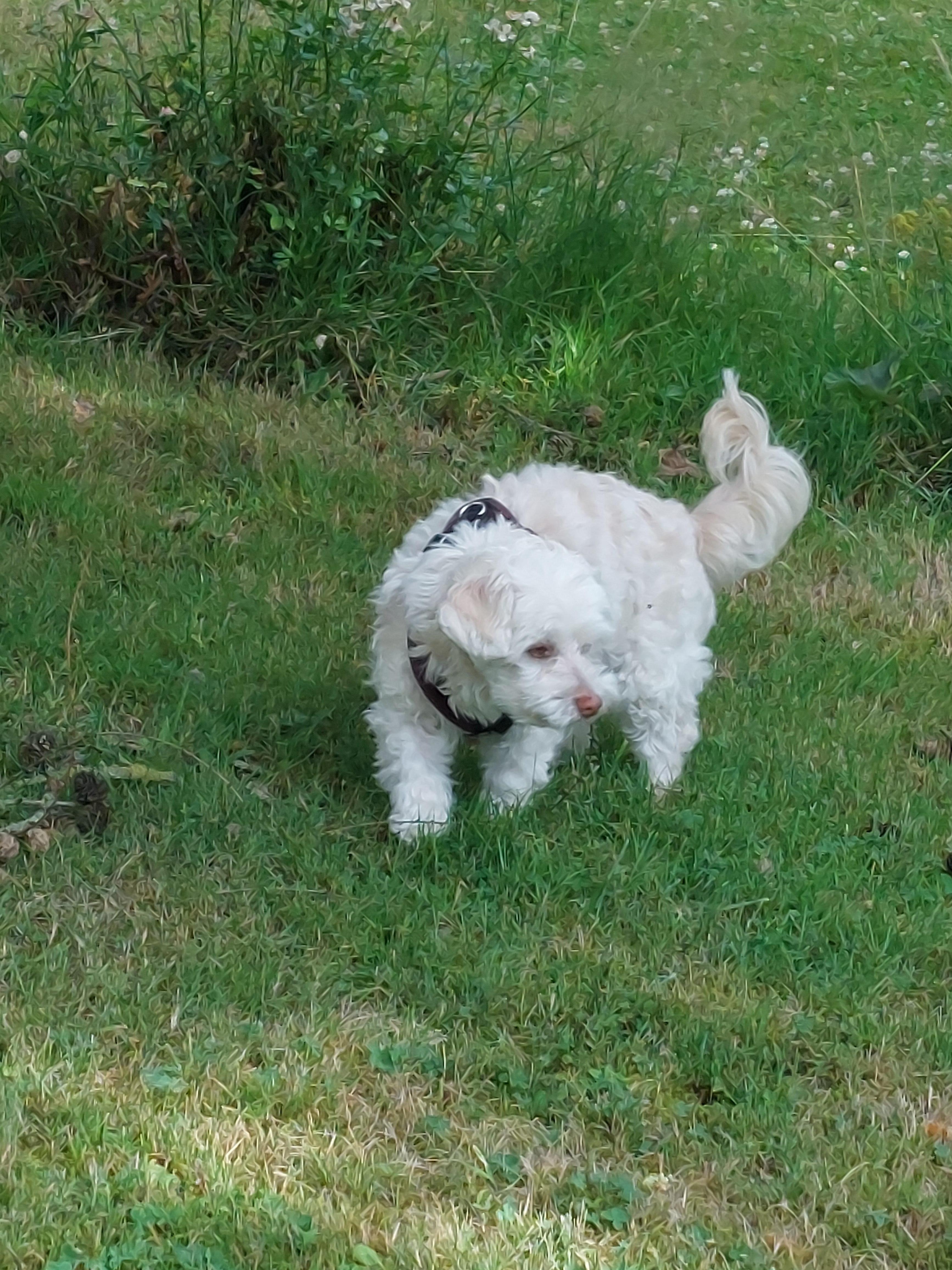 Tammy