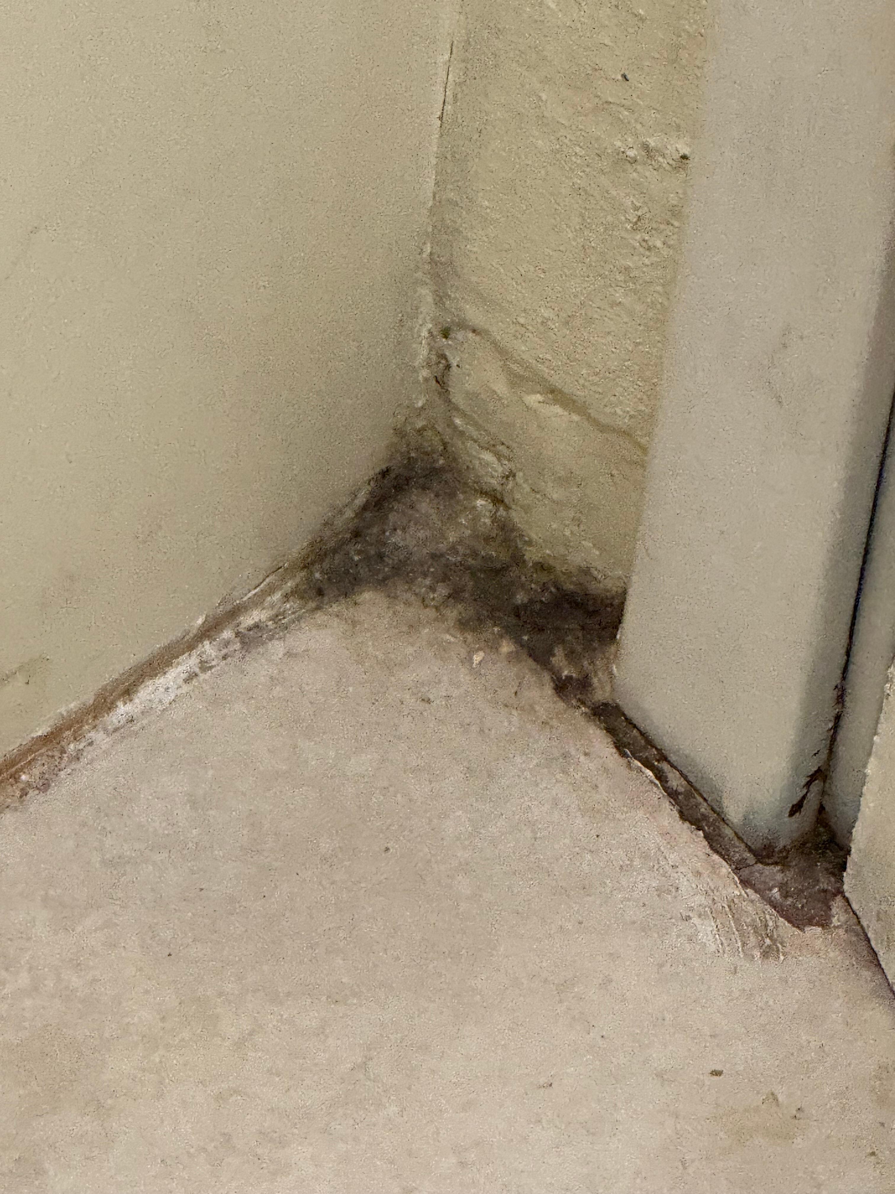 Black mold in the shower