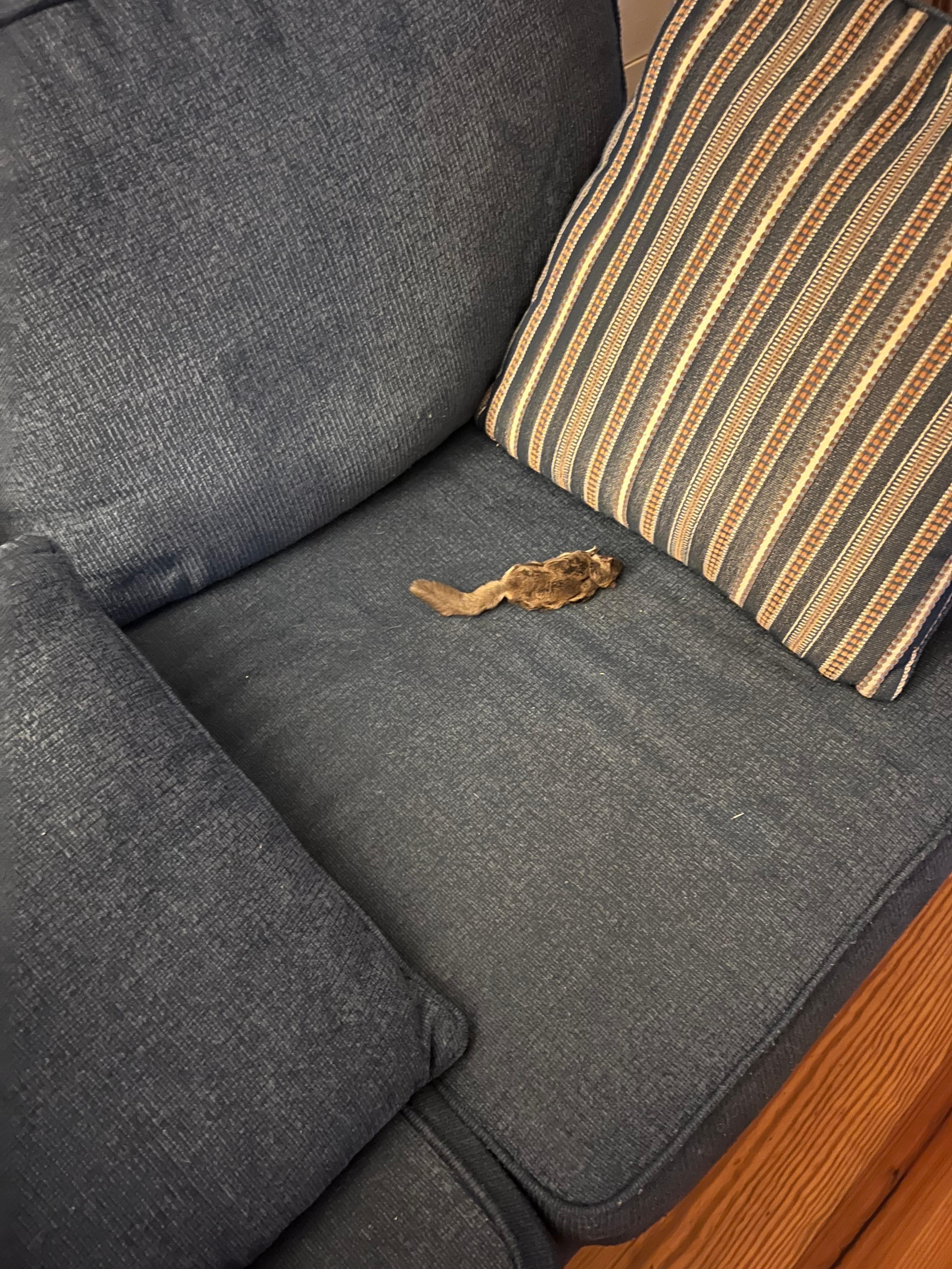 Found in couch when we moved a pillow on second day.  Was told poison was "only under the sink" how did something this big get under sink?  I had to use my lysol wipes to disinfect area.  