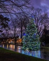 Tree in front of the house in the river