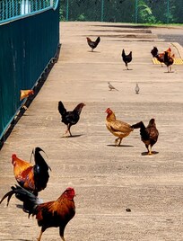 Local chickens were everywhere. So fun!