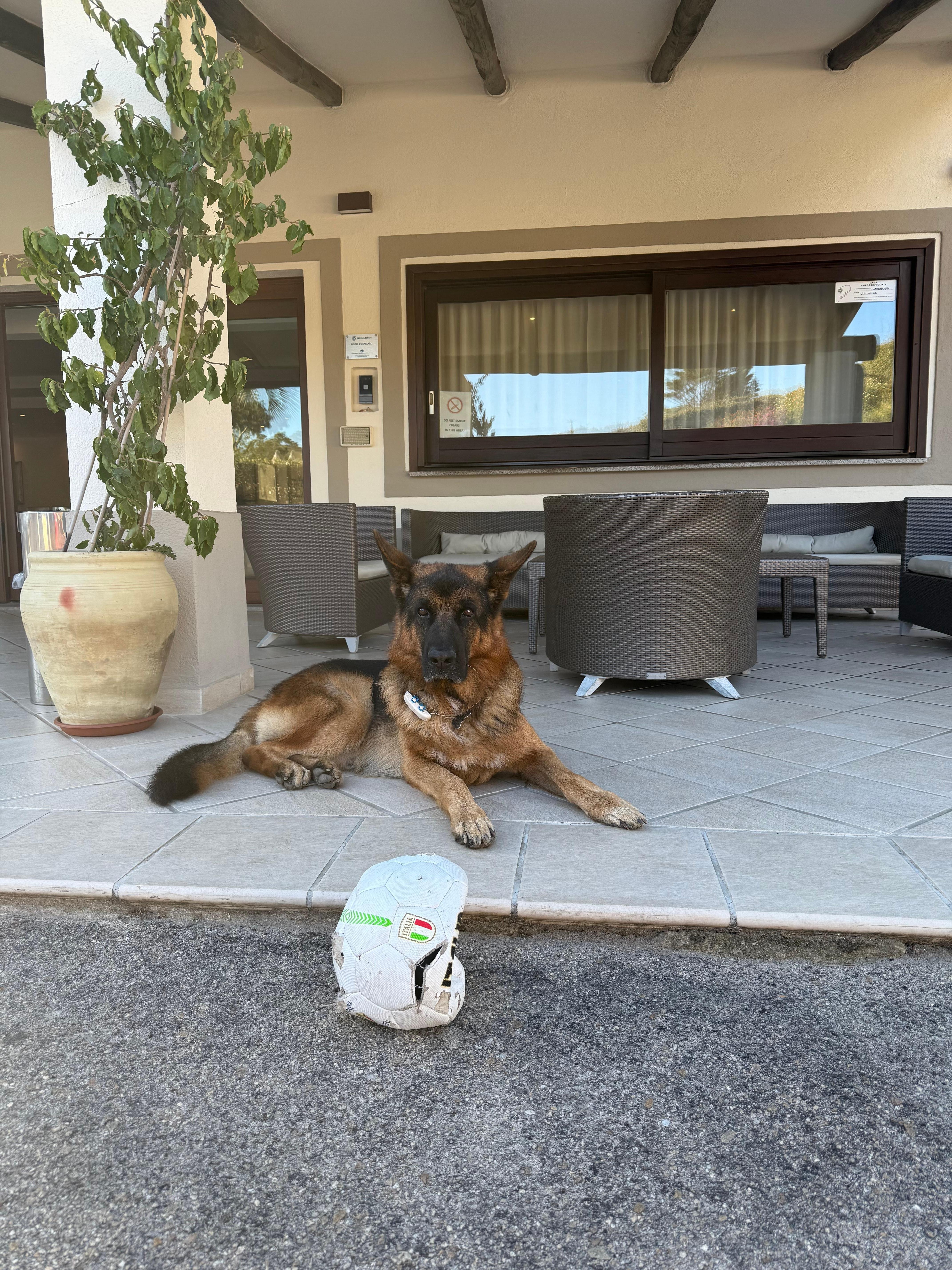 This is the property owner dog. He is very friendly and keeps watch of the place. 