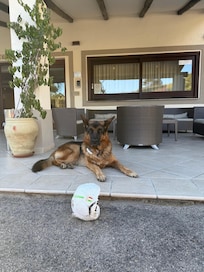 This is the property owner dog. He is very friendly and keeps watch of the place.