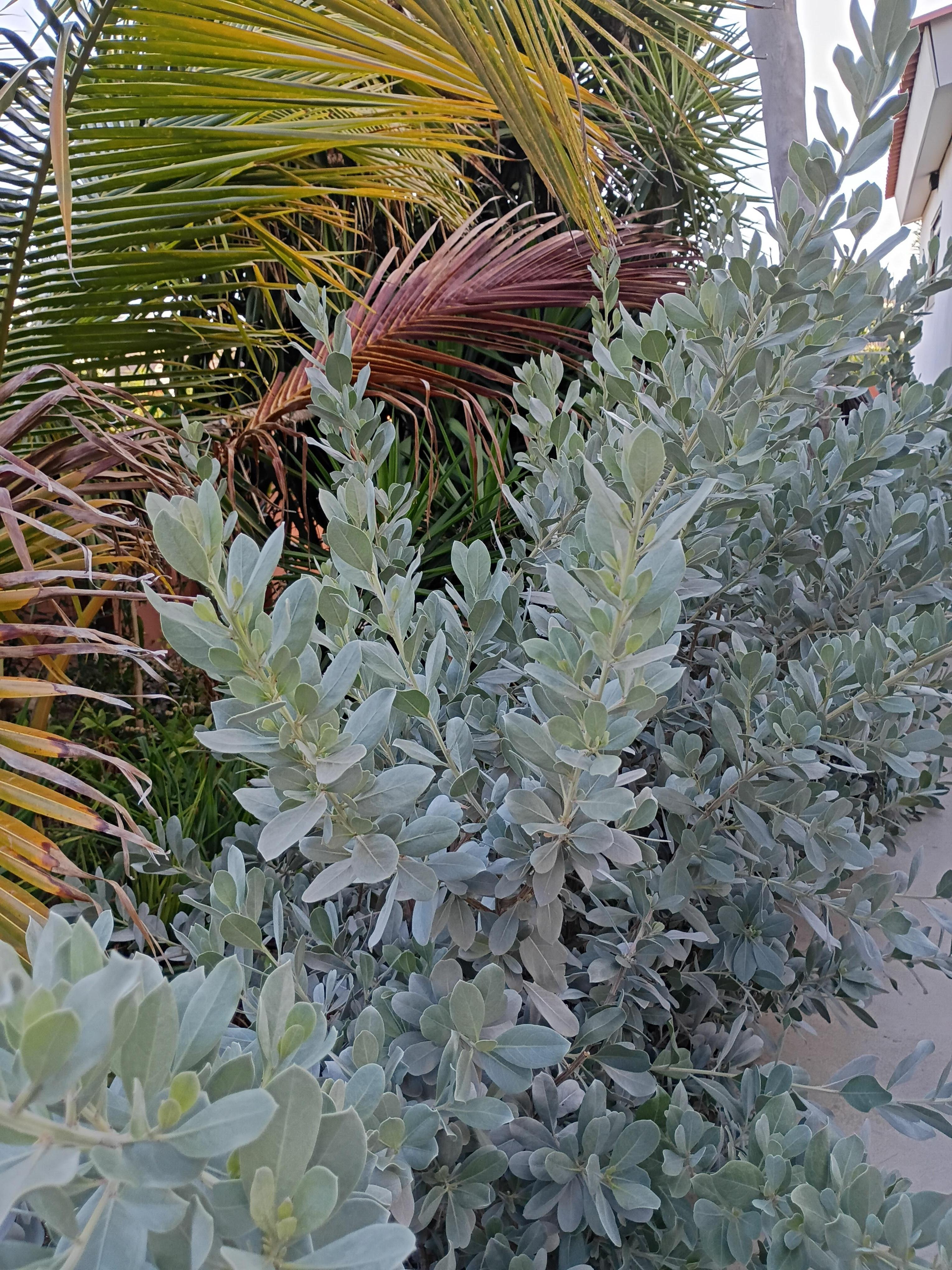 Plants around the house