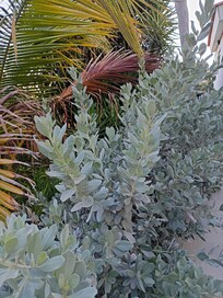 Plants around the house