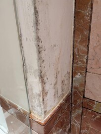 Mold in the shower