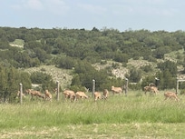 Aoudads grazing along back fence.