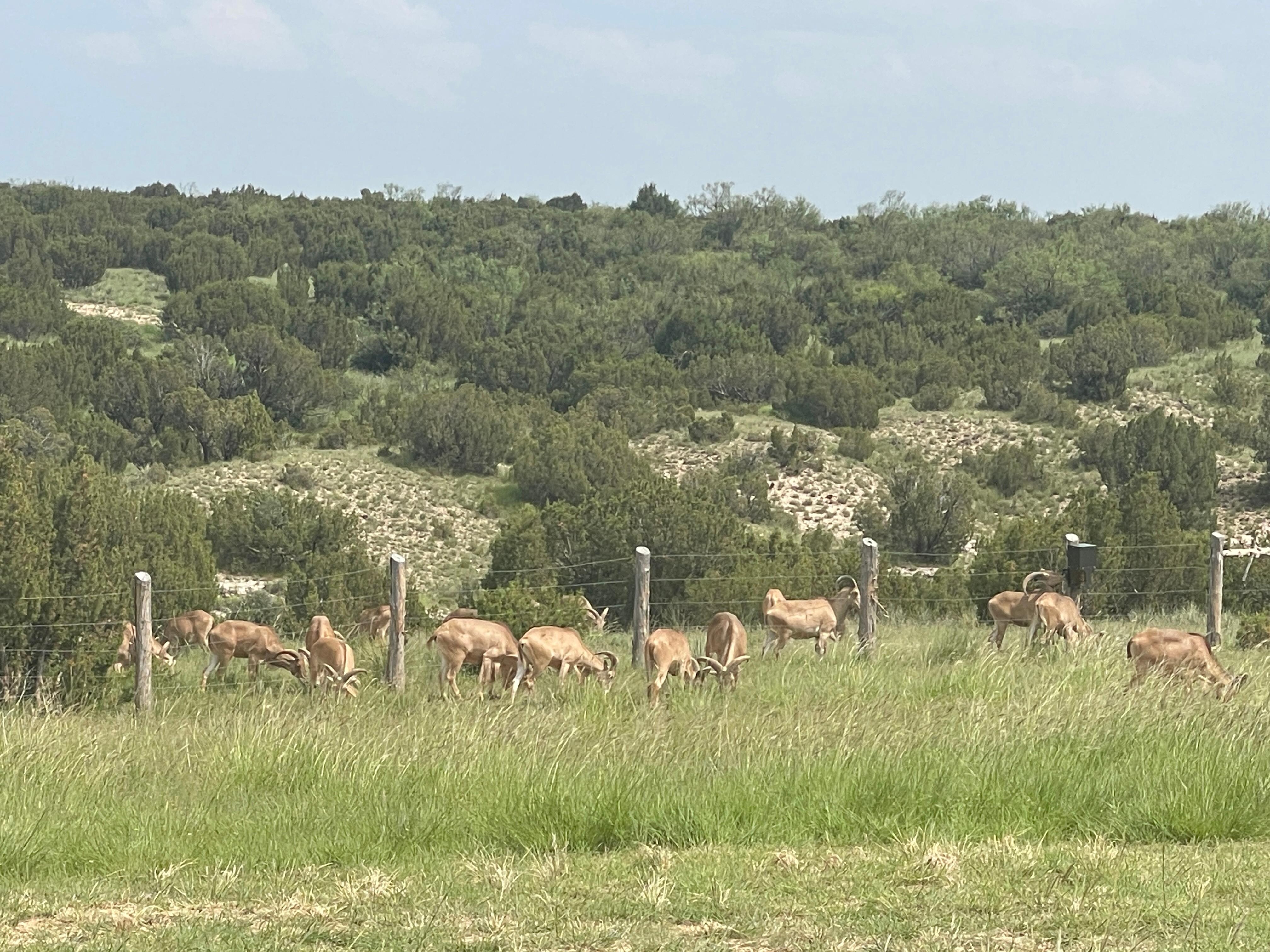 Aoudads grazing along back fence. 