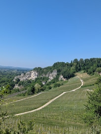 Isteiner Weinberge