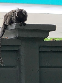 From the room's window