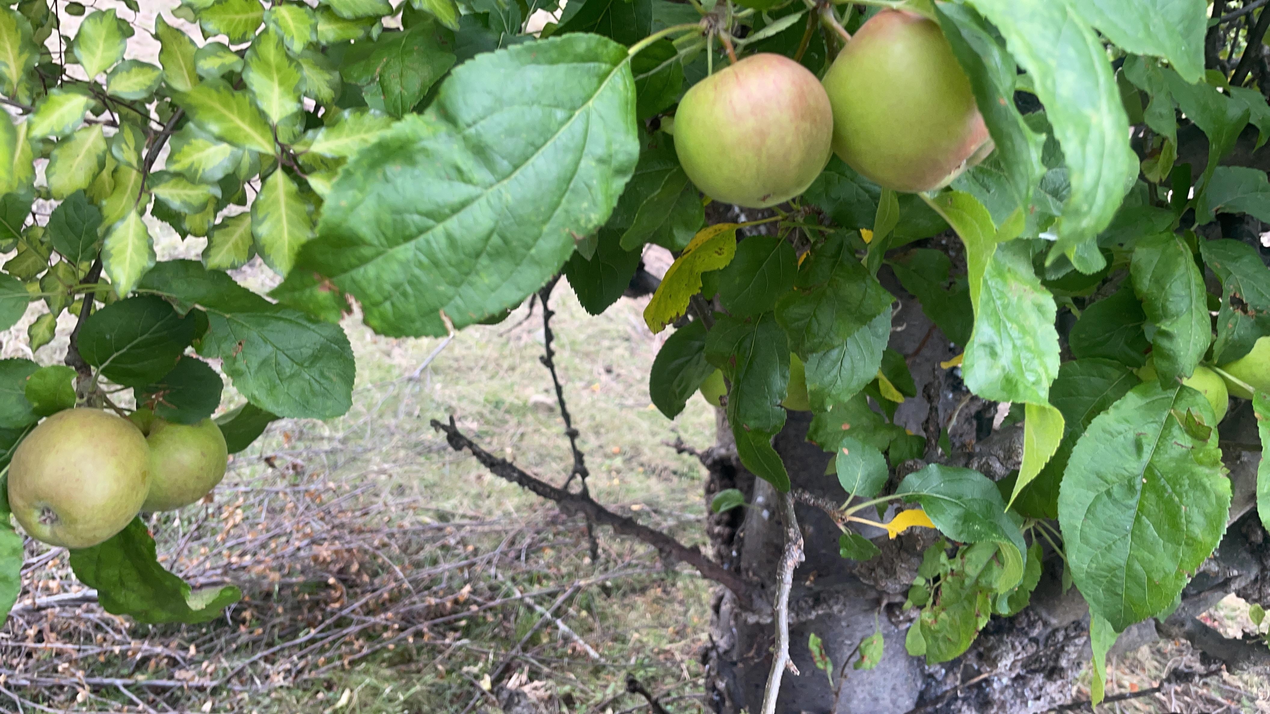 Apple tree in the yard.