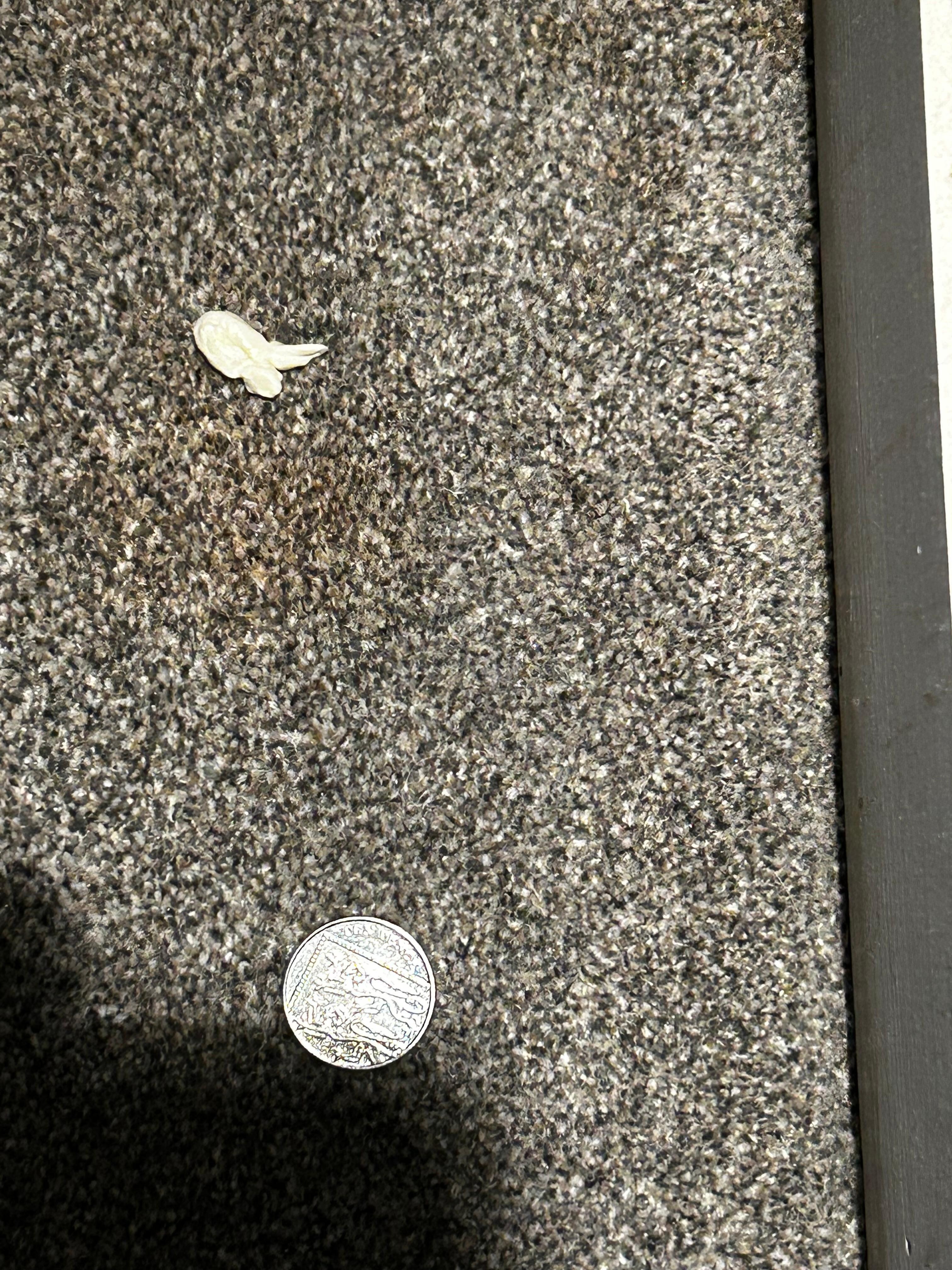  Used tissue and coin - clearly not been cleaned 