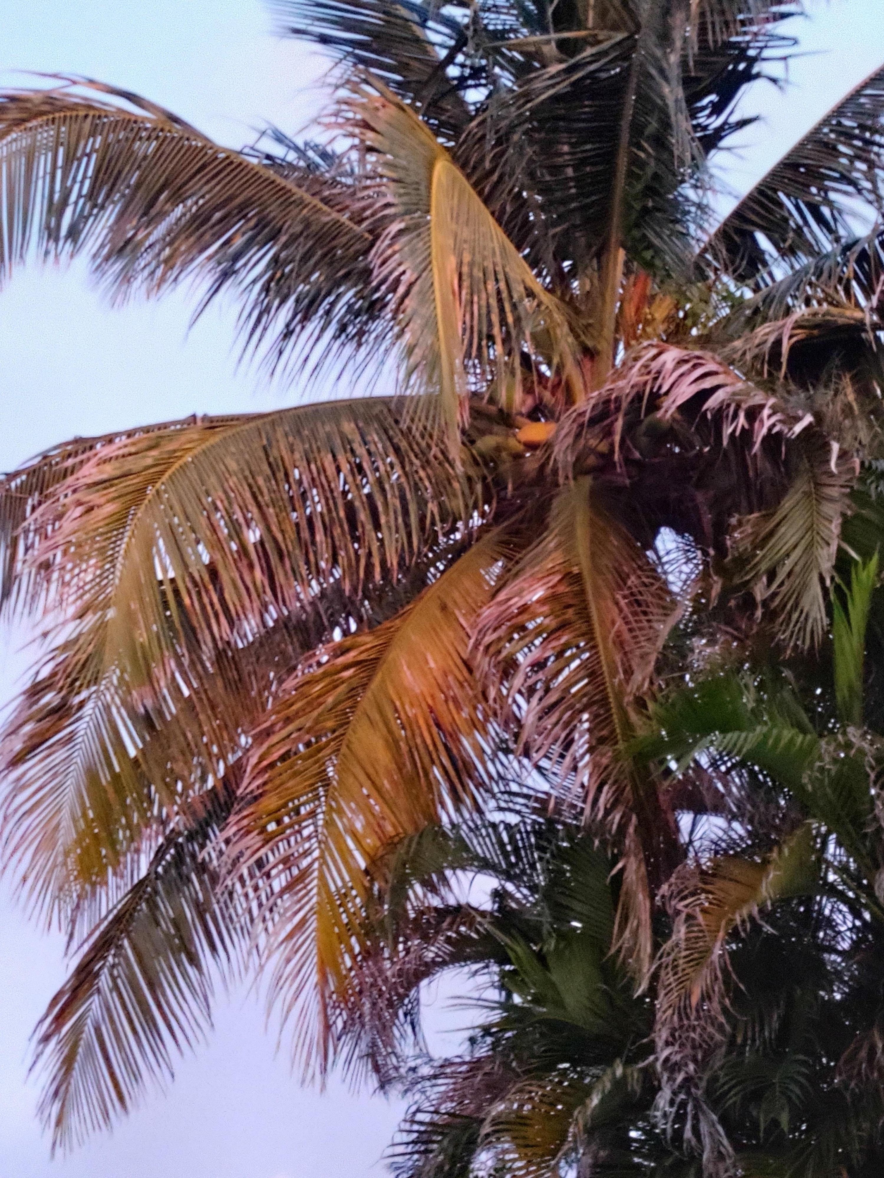 This picture was taken pool side as the sun was setting and the rays shine through the palms trees.