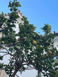 Nydelig frokost under sitrontreet