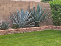 Backyard view