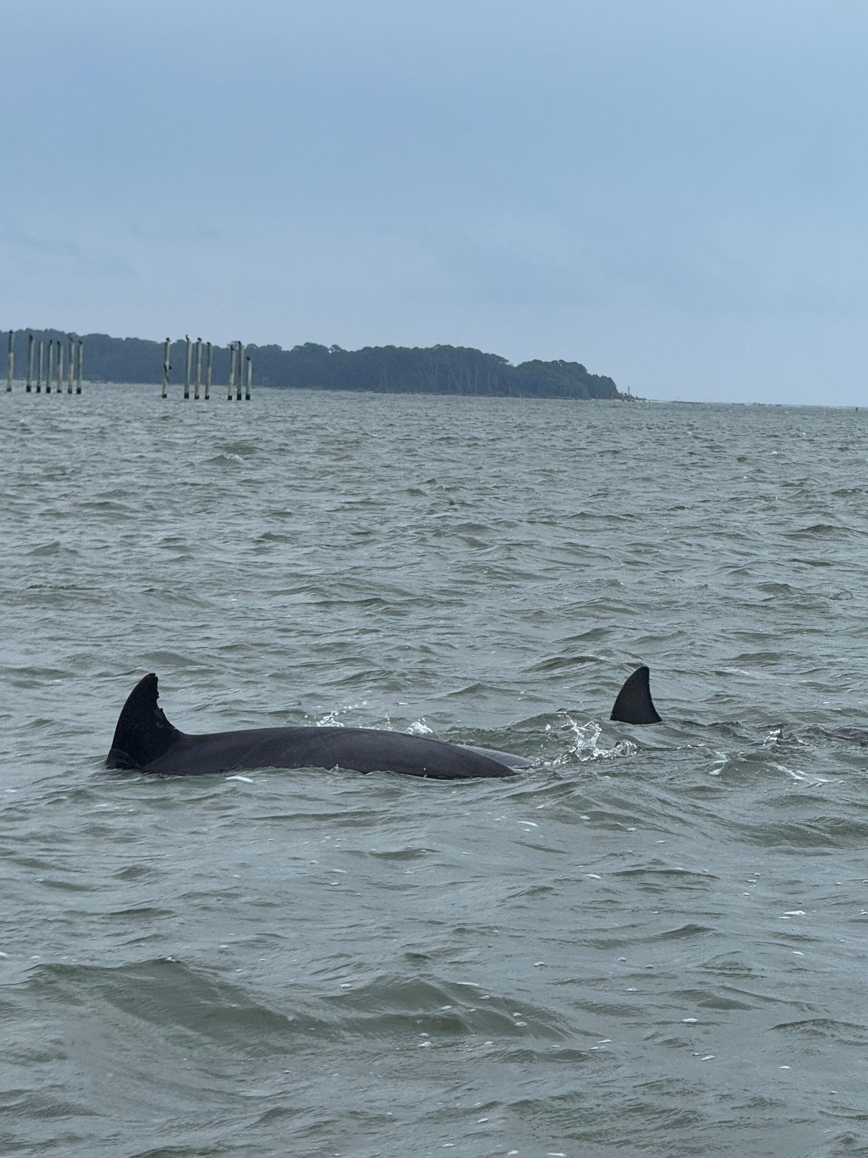Captain Randy’s boat tour with Chincoteaque Island Adventures 