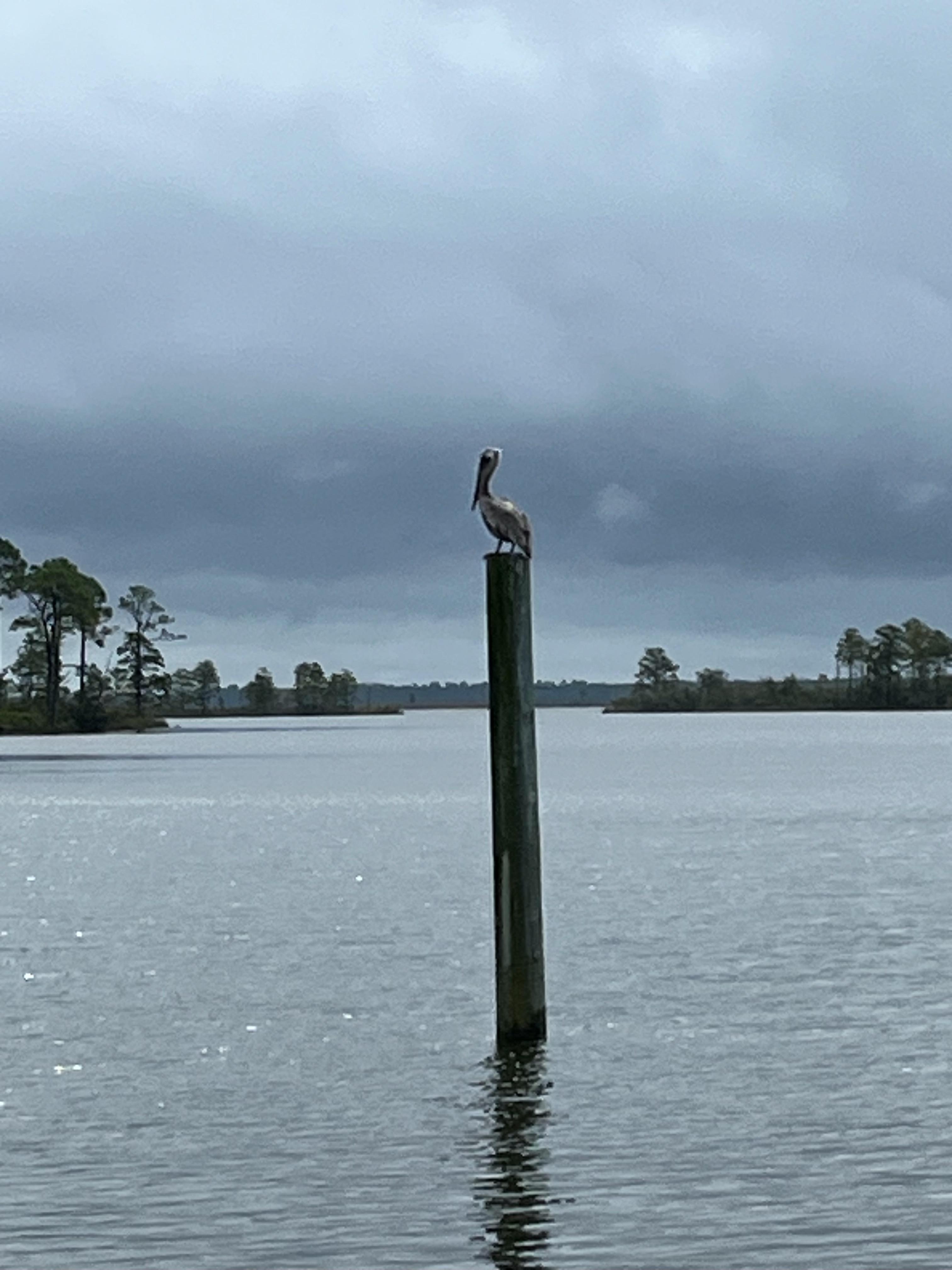 Pelican waiting for the catch of the day