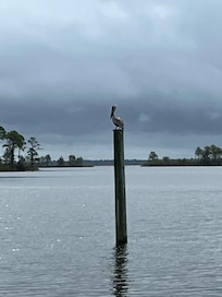 Pelican waiting for the catch of the day
