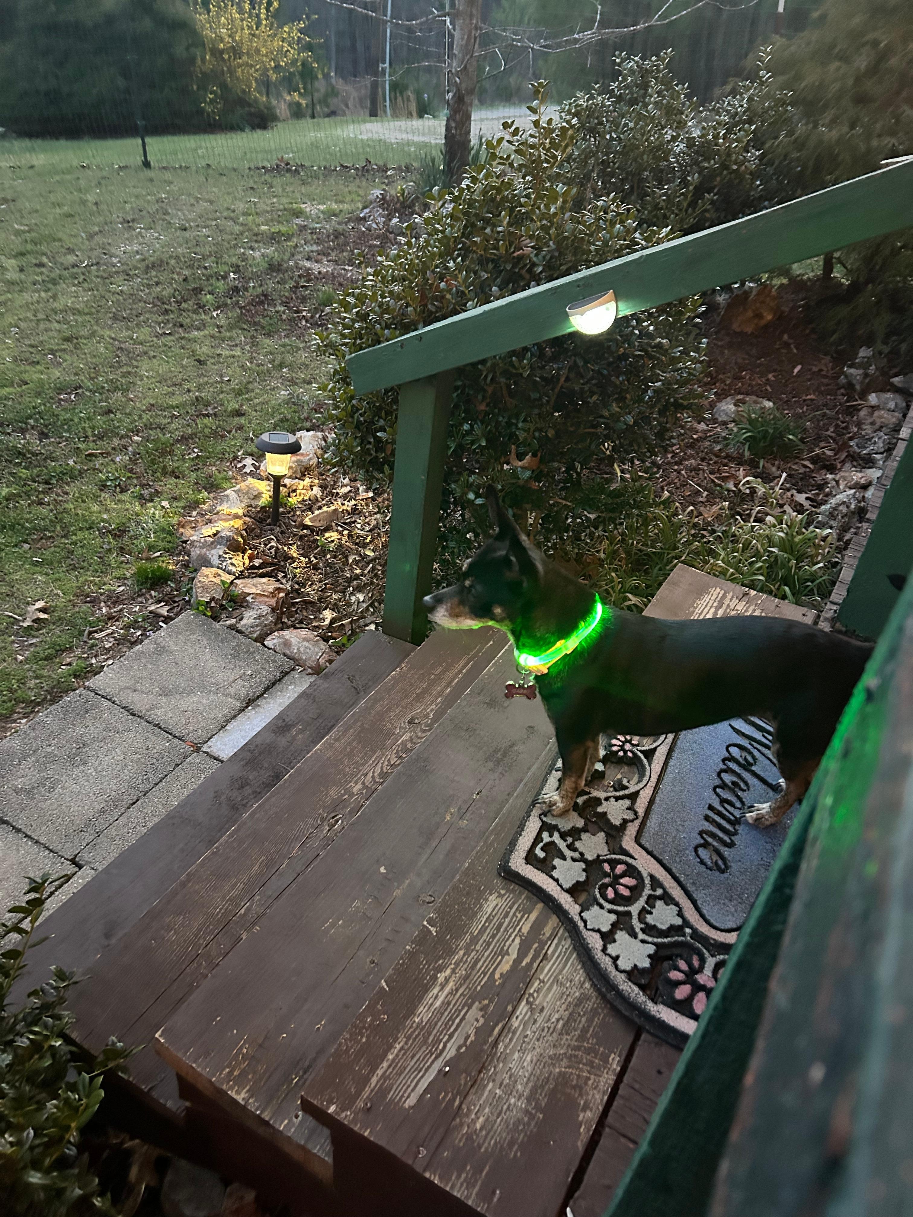 Checking out the yard with her cool neon collar! Never lost sight of her! 