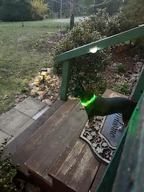 Checking out the yard with her cool neon collar! Never lost sight of her!