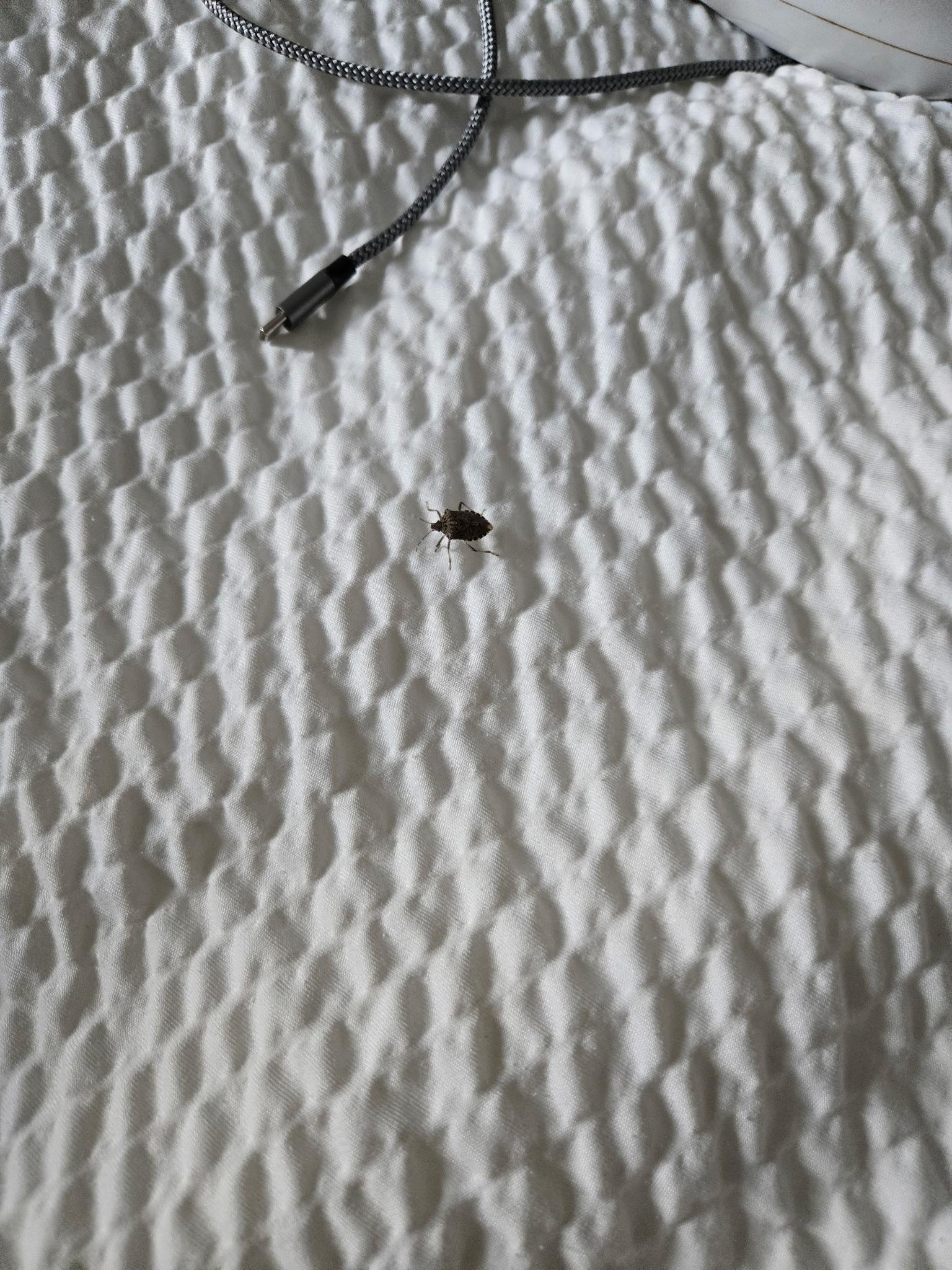 Stink bugs on the bed