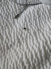 Stink bugs on the bed