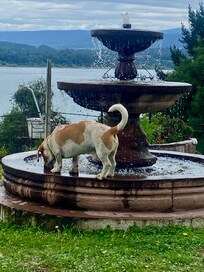 The water fountain out front was peaceful and refreshing water