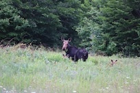 Momma Moose with 2 babies along the road to Millinocket
