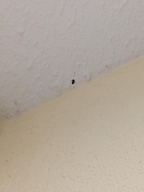 Random bug hanging from the ceiling