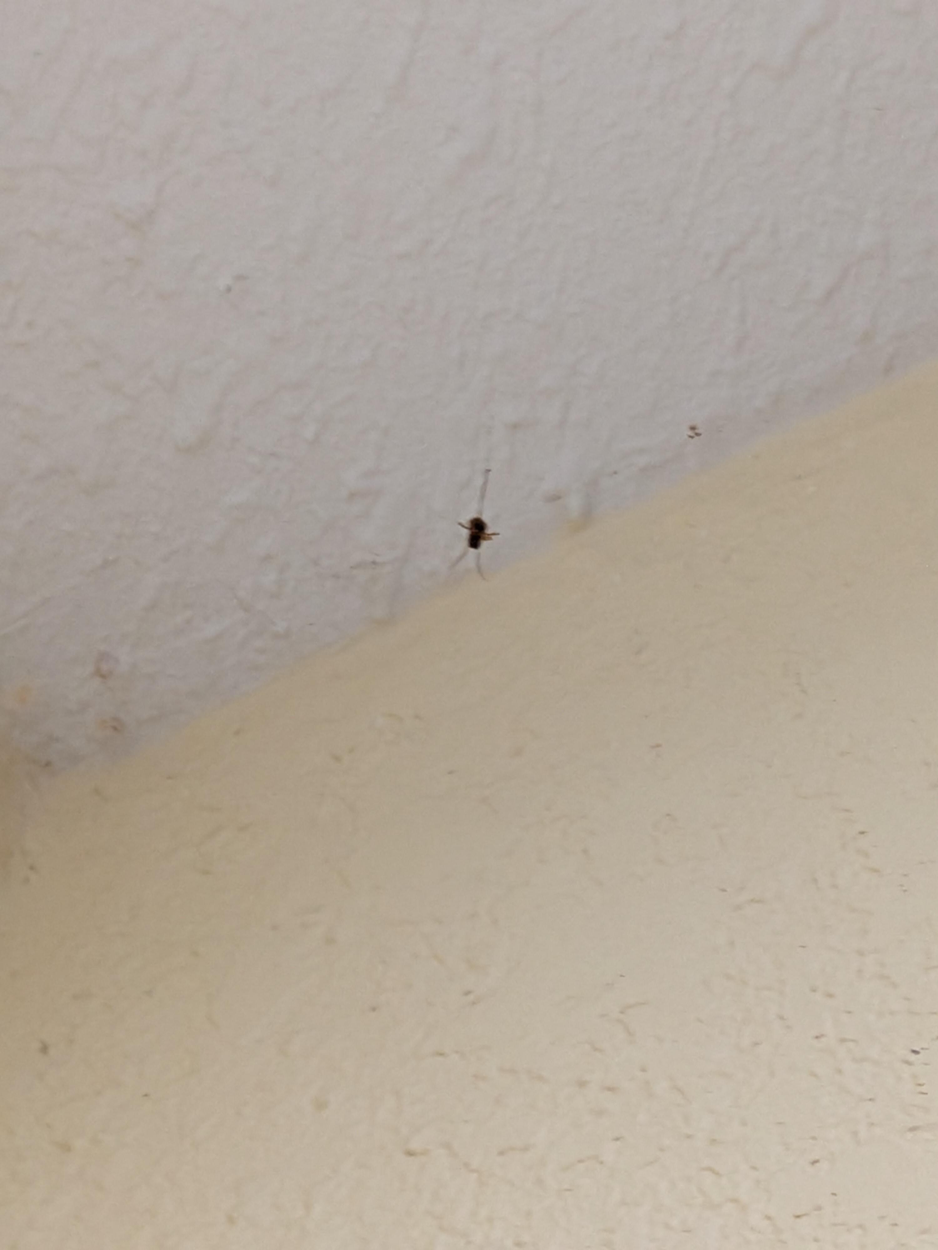 Random bug hanging from the ceiling 