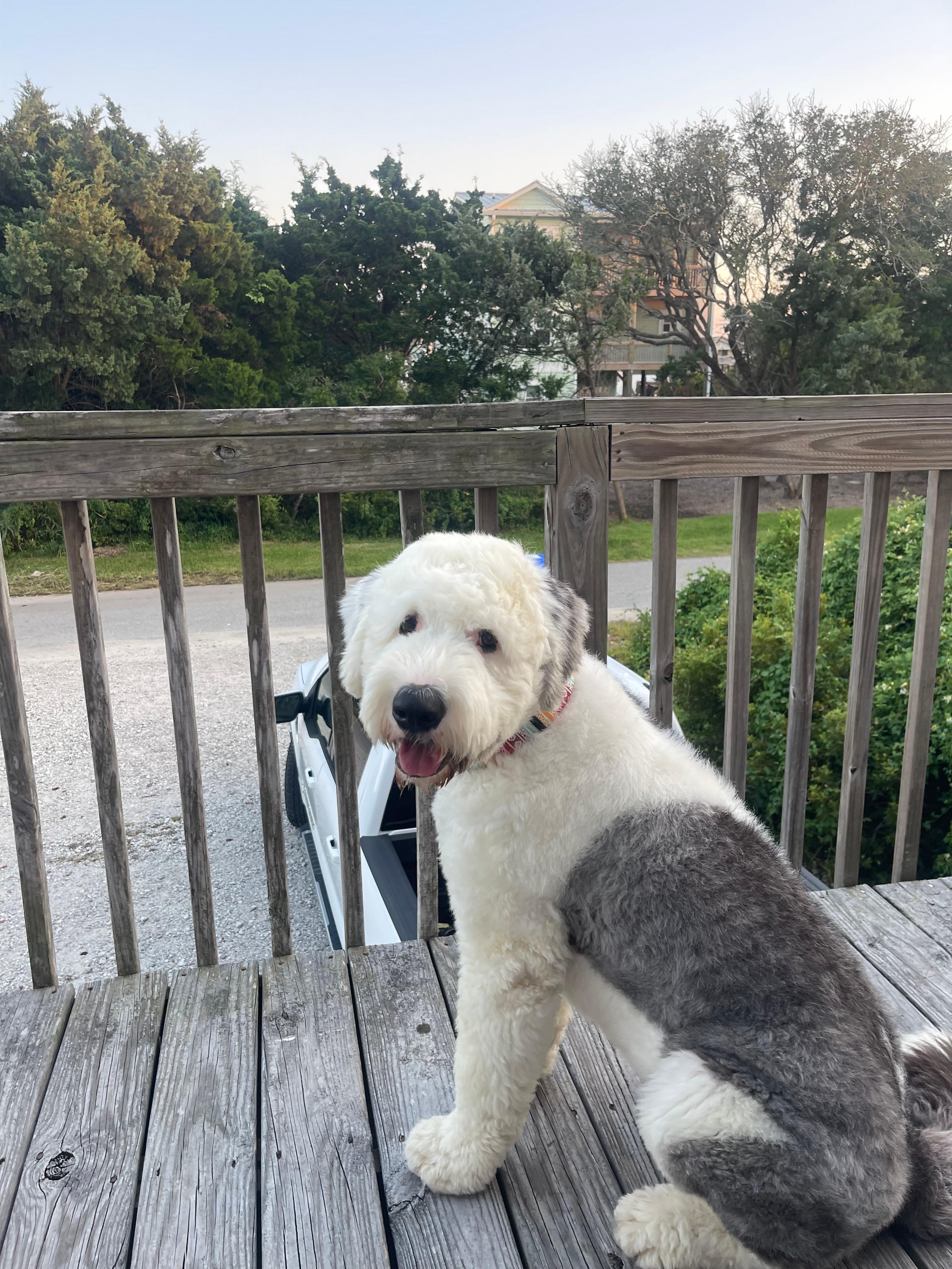 Alan loved his stay !🐶