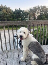 Alan loved his stay !🐶