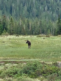 Moose off CR 14
