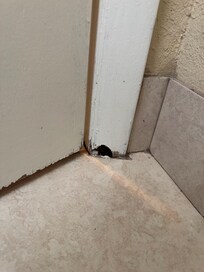 Looks like a mouse hole to me