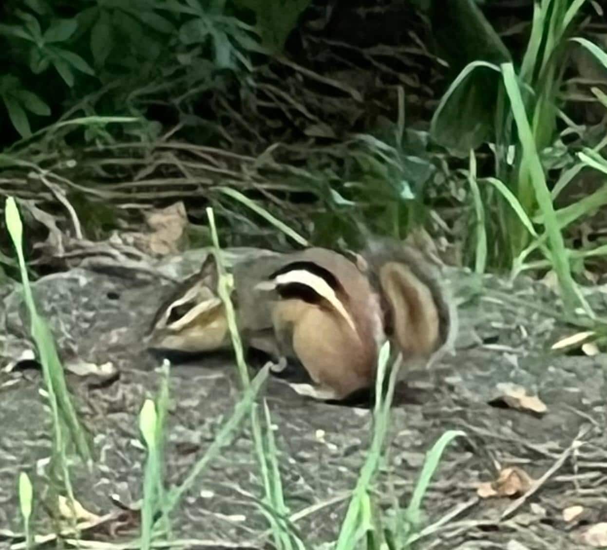 A chipmunk