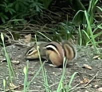 A chipmunk