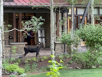 at a restaurant in Teton Village and a moose came to visit