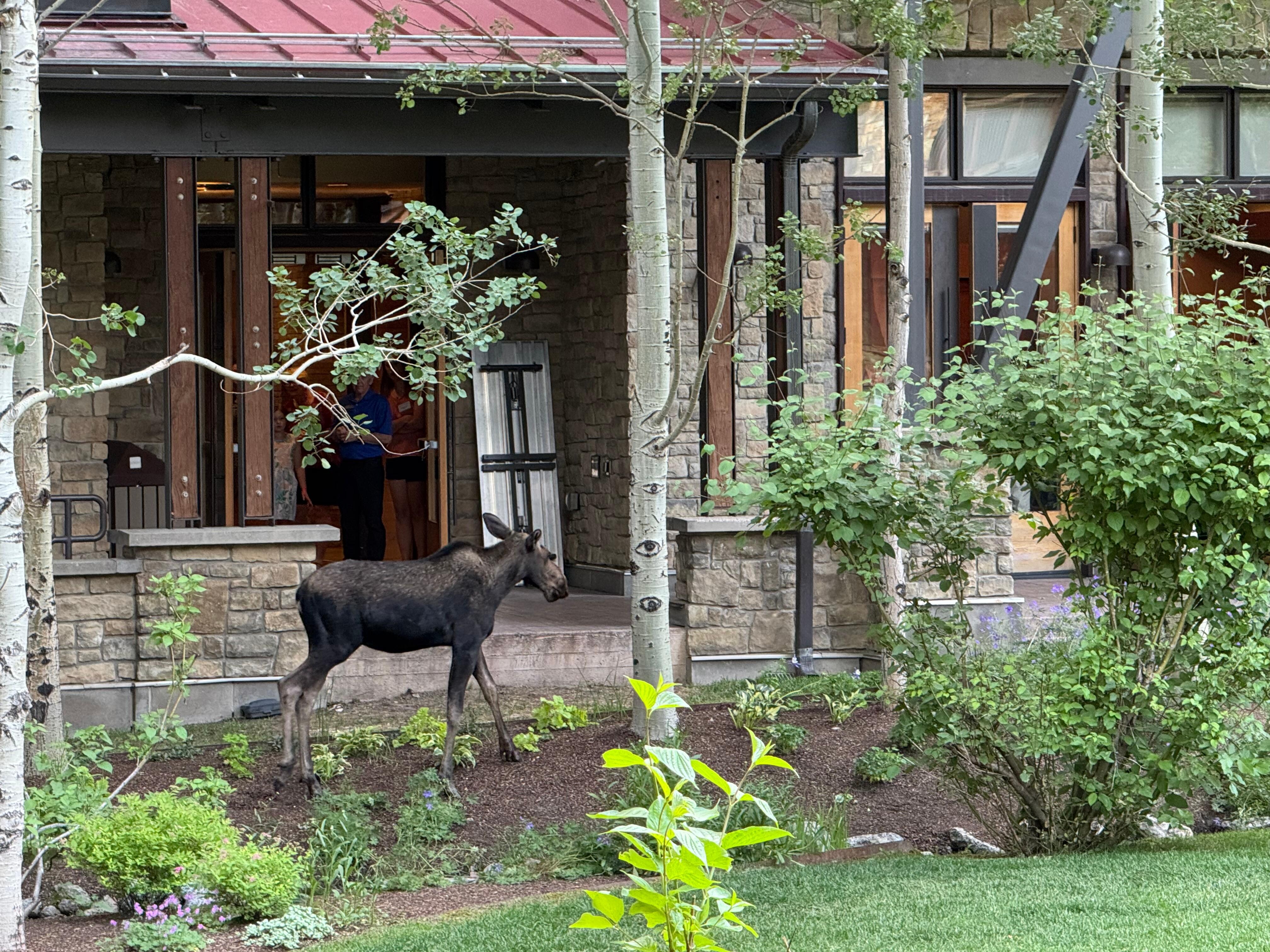 at a restaurant in Teton Village and a moose came to visit