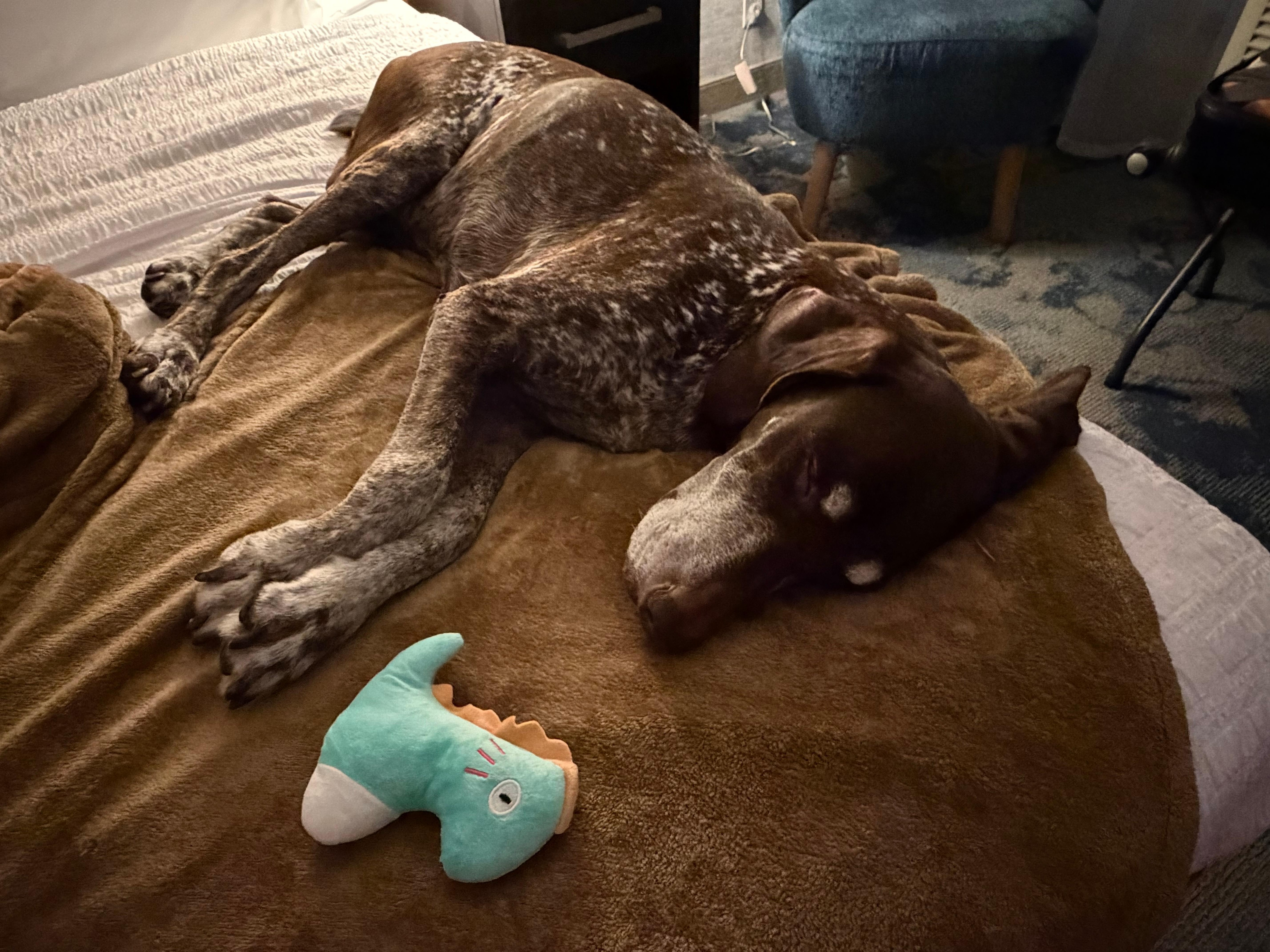 The front desk team gave me a toy!