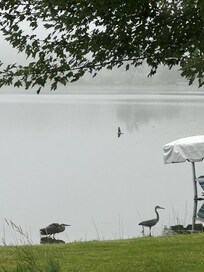 Friendly morning visitors.