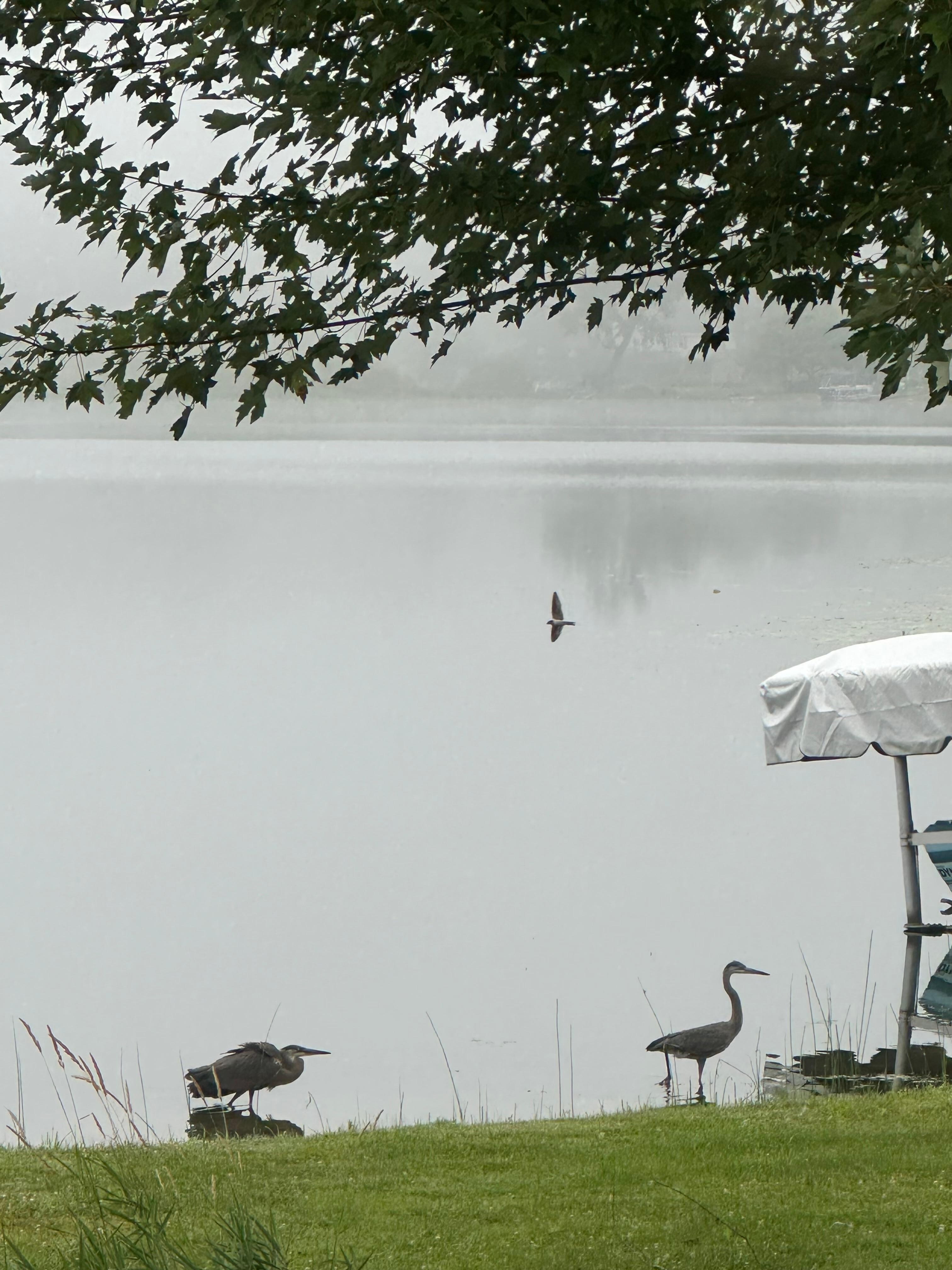 Friendly morning visitors. 