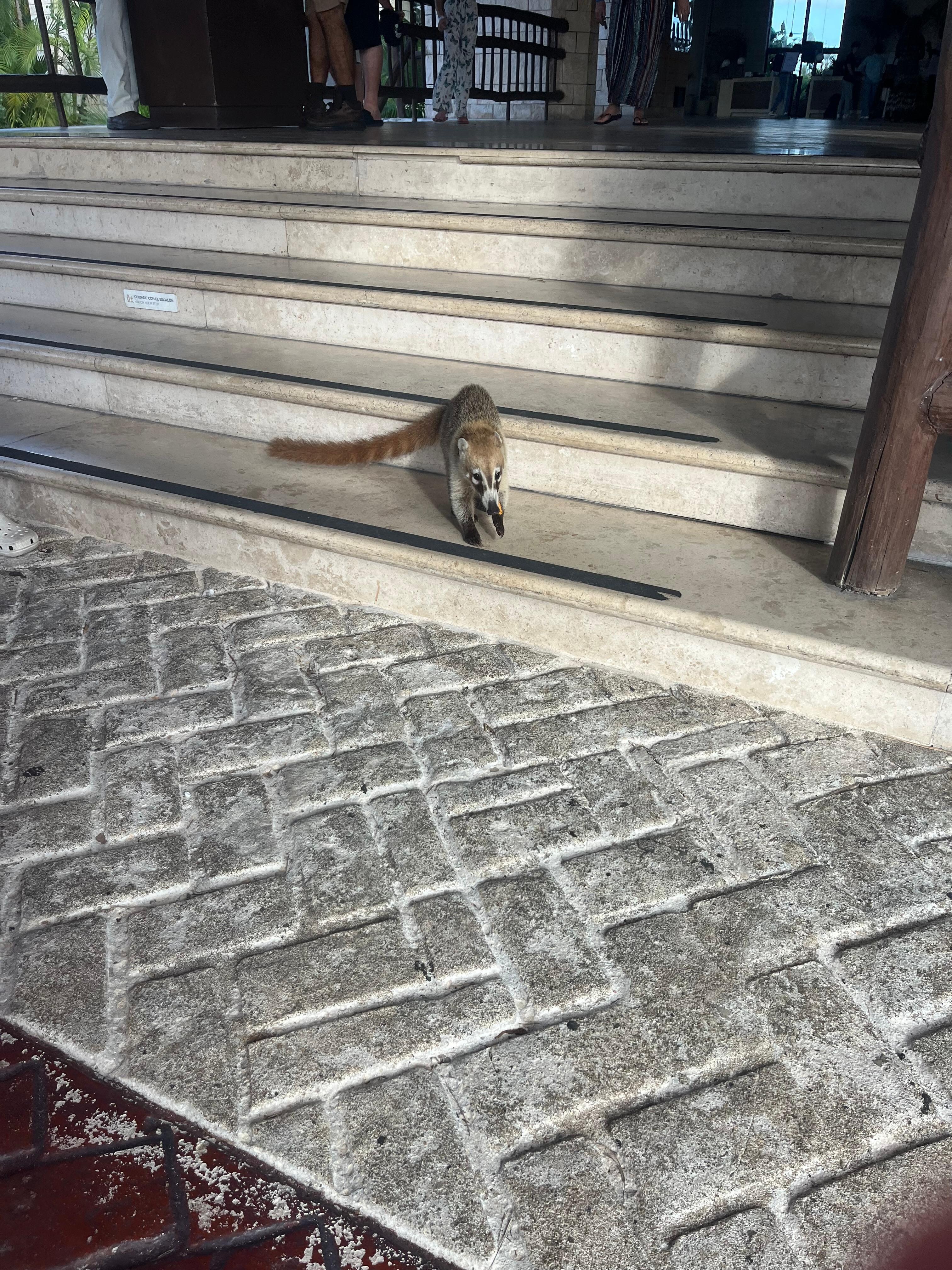 Coati 