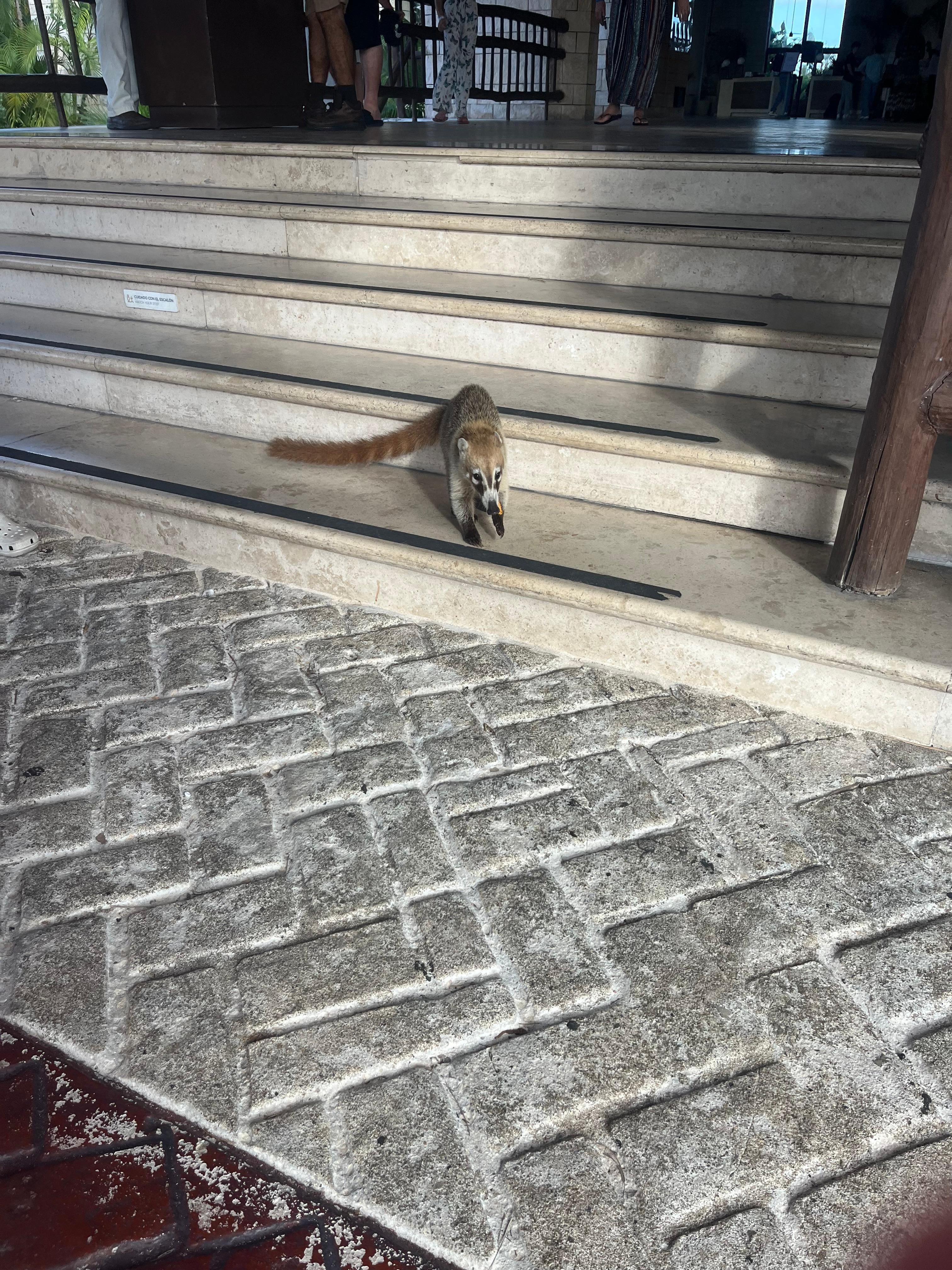 Coati