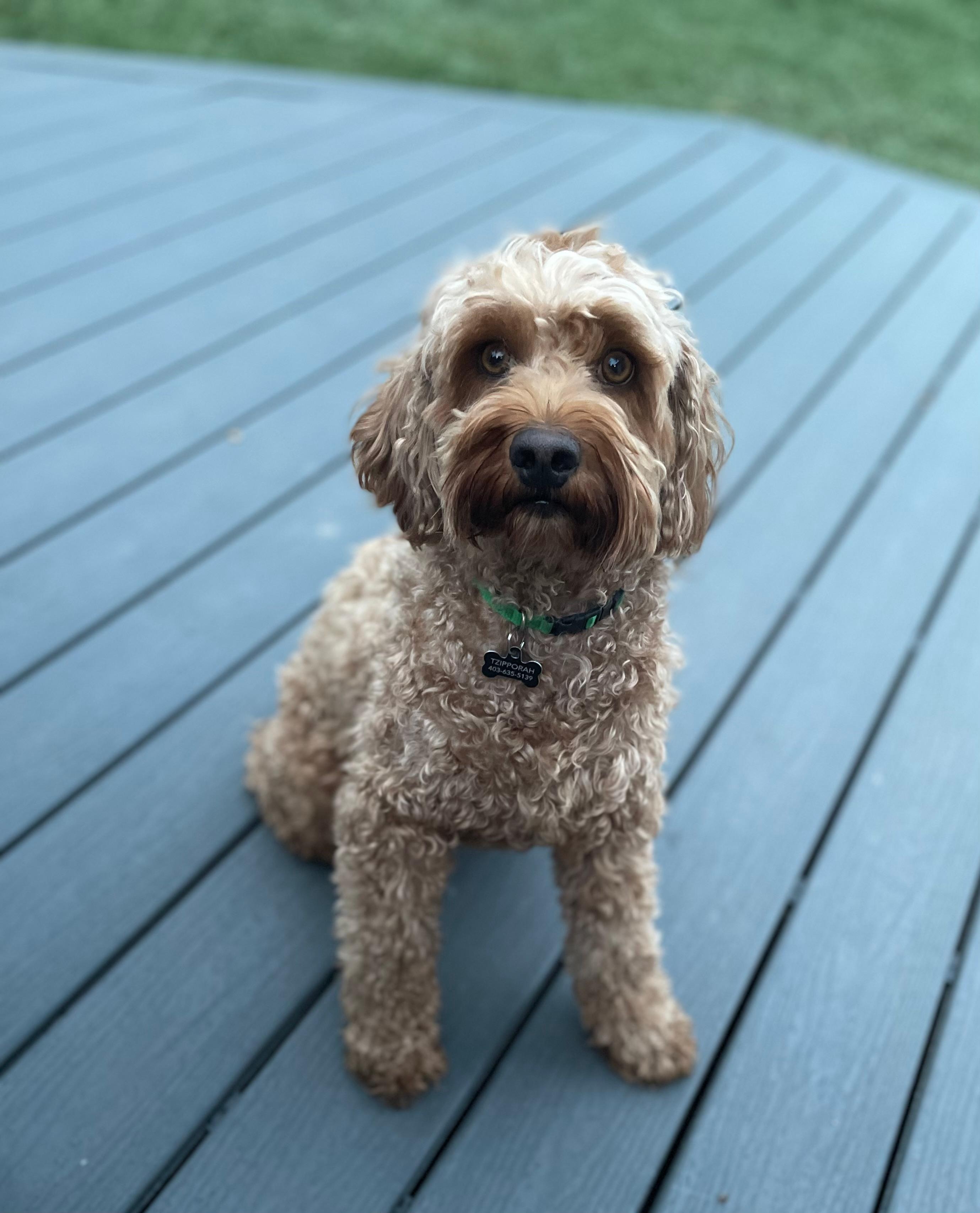 Dog friendly yard
