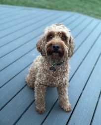 Dog friendly yard