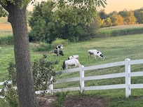 The cows in the back field.