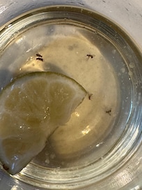 Fruit flies in a drink