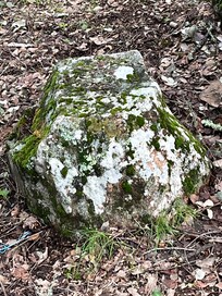 Into lichens on stones and trees?