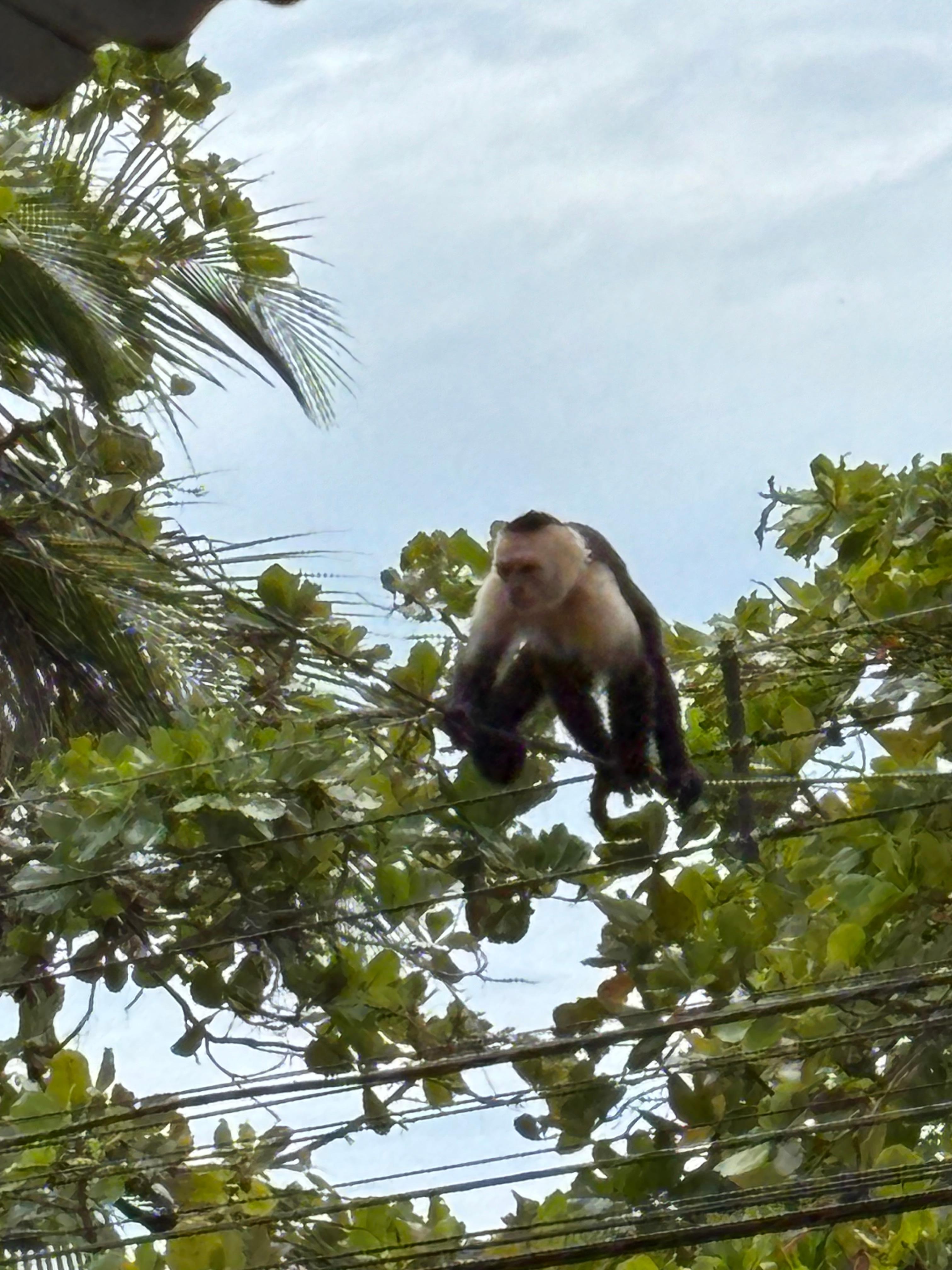 La Capuchin monkey 