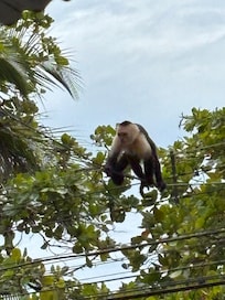 La Capuchin monkey